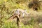 Chlorocebus pygerythrus, vervet monkey in Serengeti National Par