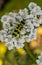 Chlorophorus beetle closeup on white flower in summer