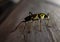 Chlorophorus is a genus of round-necked Longhorn beetles