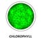 Chlorophyll. Green coloring matter of leaves. Chlorophyll structure. Vector illustration on isolated background.