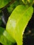 chlorophyll leaf nature wild plant fruit