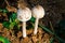 Chlorophyllum molybdites mushrooms