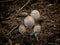 Chlorophyllum olivieri mushrooms