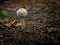 Chlorophyllum olivieri mushrooms