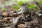 Chlorophyllum rhacodes. A edible mushroom in forest nature