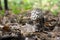 Chlorophyllum rhacodes. A edible mushroom in forest nature