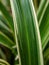 Chlorophytum comosum. close up image of the paris lilies, dianella or chives grass . selective focus,plants,floral