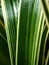 Chlorophytum comosum. close up image of the paris lilies, dianella or chives grass . selective focus,plants,floral