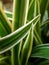 Chlorophytum comosum. close up image of the paris lilies, dianella or chives grass . selective focus,plants,floral