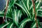 Chlorophytum comosum green leaves in flowerpot, macro photo, ornamental plant, nature spring background