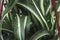 Chlorophytum comosum green leaves in flowerpot, macro photo, ornamental plant, nature spring background