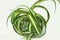 chlorophytum comosum, spider house plant evergreen perennial flowering plant