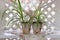 Chlorophytum in flowerpots on white wooden shelf. Flowerpots with ornamental plants. Comosum houseplant. Spider Plants