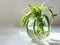 Chlorophytum grows in glass vase with water