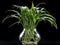 Chlorophytum grows in glass vase with water