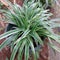 Chlorophytum laxum grass growing in a pot