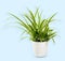 Chlorophytum laxum plant on light blue background in studio