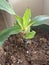 Chlorophytum orchidastrum 4652