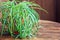 Chlorophytum in white flowerpot on wooden background . Ornamental plants in pot /Variegatum,comosum. Spider Plant