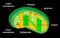 Chloroplast