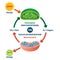 Chloroplast vs mitochondria process educational scheme vector illustration.