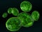 Chloroplasts isolated on black