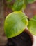 Chlorosis in a Camellia plant