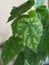 Chlorosis of leaves of houseplants. Plant disease.