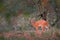 Chobe Bushbuck, Tragelaphus scriptttus ornatus, detail portrait of antelope in the green leaves, animal in the nature habitat,