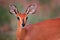 Chobe Bushbuck, Tragelaphus scriptttus ornatus, detail portrait of antelope in the green leaves, animal in the nature habitat,