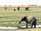 Chobe National Park