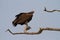 Chobe vulture