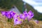 Chocholowska valley with blossoming purple crocuses or saffron flowers, High Tatras, Poland. Spring landscape, travel background