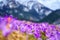 Chocholowska valley with blossoming purple crocuses or saffron flowers, High Tatras, Poland. Spring landscape, travel background