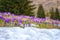 Chocholowska valley with blossoming purple crocuses or saffron flowers, High Tatras, Poland. Spring landscape, travel background