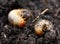 chockchafer, white grub, Melolontha vulgaris, close up of may beetle larvas on soil