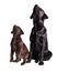 Chocolat and black labrador retriever