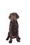 Chocolat labrador retriever puppy