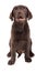 Chocolat labrador retriever puppy