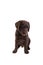 Chocolat labrador retriever puppy