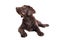 Chocolat labrador retriever puppy