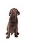 Chocolat labrador retriever puppy