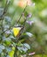 Chocolate Albatross butterfly in a garden