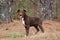 Chocolate American Pitbull Terrier Puppy Dog