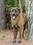 Chocolate Anatolian Shepherd Retriever mixed breed Dog