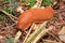 Chocolate arion or red slug