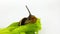 Chocolate-band snail on lettuce leaf 06 slow motion