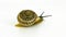 Chocolate-Band Snail on White Background Slow Motion
