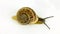 Chocolate-band snail on white background slow motion