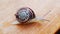 Chocolate-band snail on wooden deck slow motion